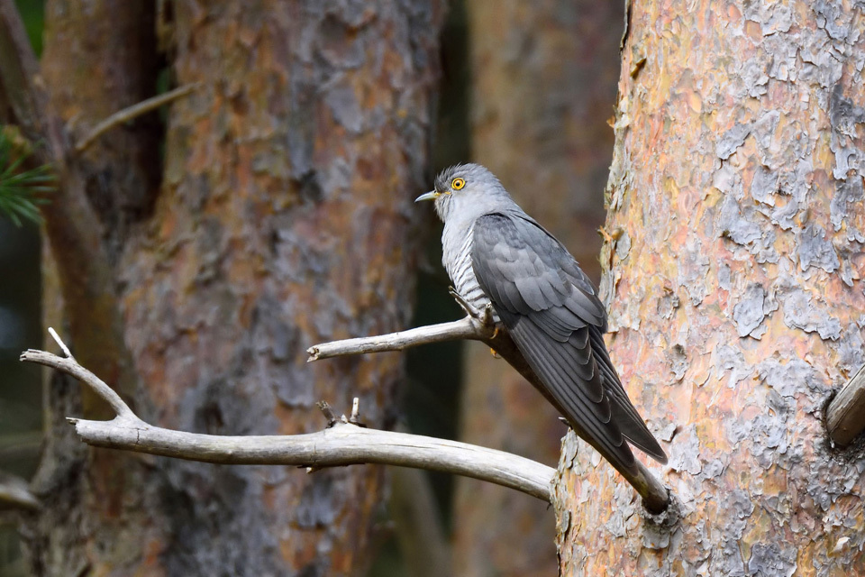 Bees and ants to flourish while the cuckoo flounders