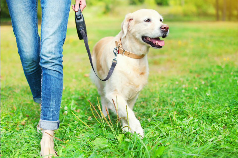 Sentences for animal cruelty to increase tenfold to five years