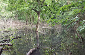 The Environment Agency is leading a project to improve 7 wet woodland areas. Image courtesy of Yorkshire Wildlife Trust.