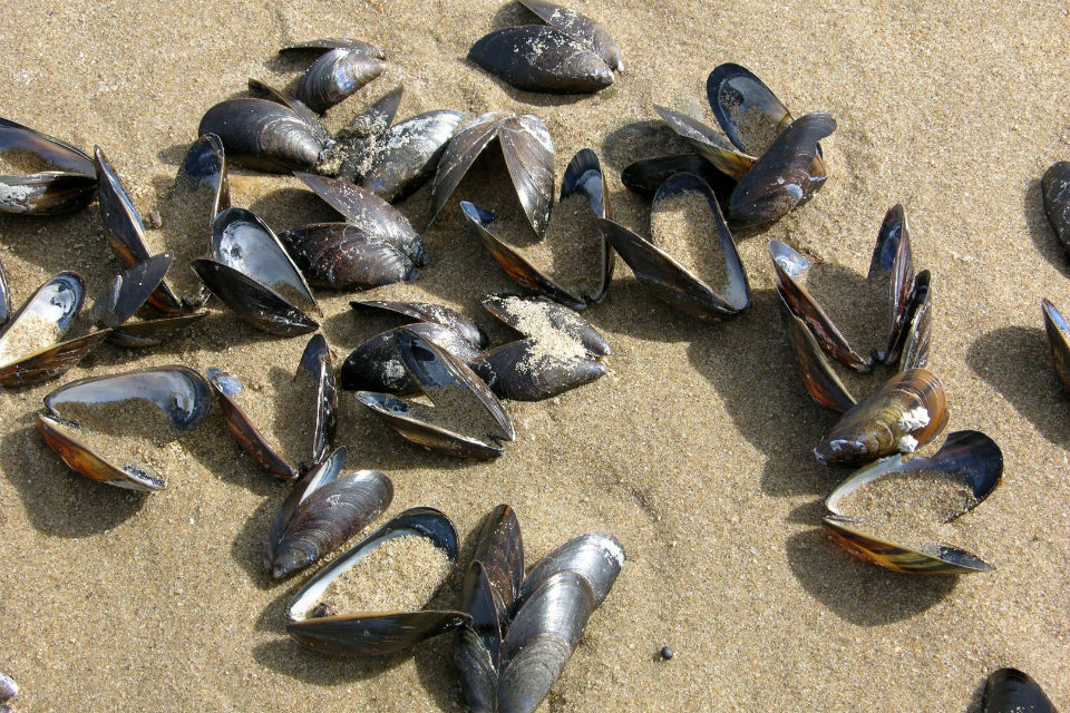 South West Water fined for sewage pollution near shellfish beds