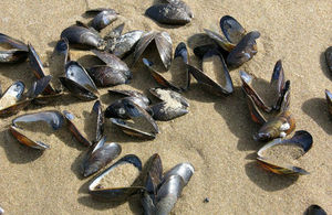 Stock image of mussel shells on a beach