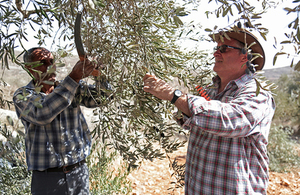 Dr Alastair McPhail picking olives with a Palestinian farmer