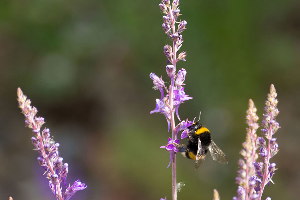 Celebrating the nation's Bees' Needs pollinator heroes