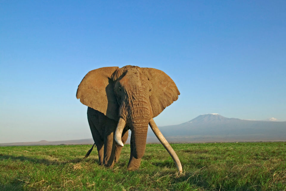 Government sets out plans for ivory ban