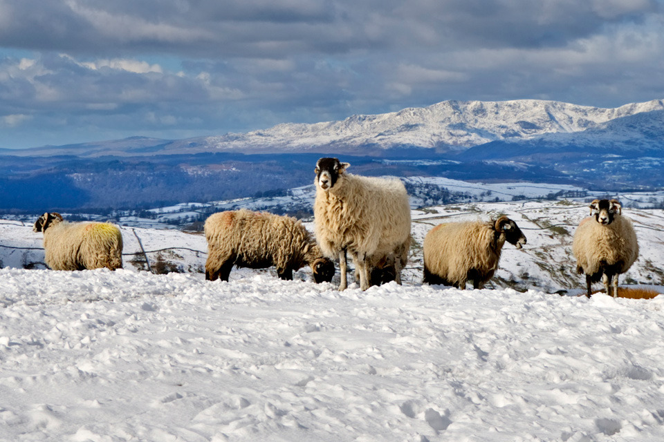 Defra to meet the cost of removing sheep killed in snow