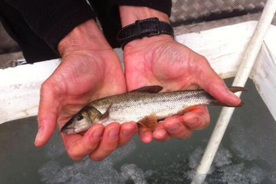 Fish stocks boost for the River Dearne