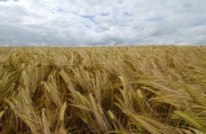 A field of barley