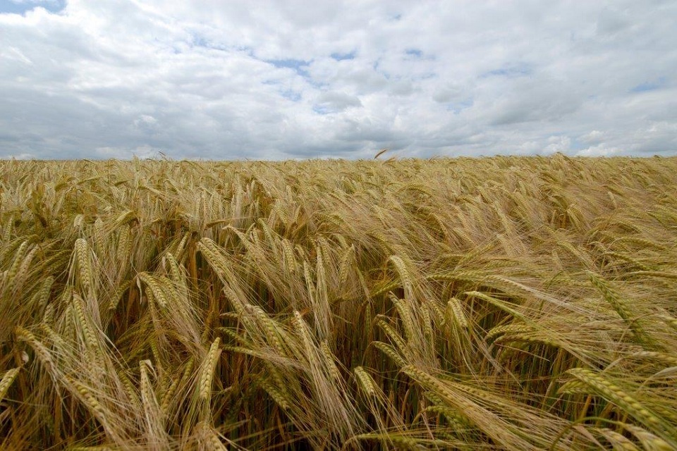UK barley deal worth £100 million to boost Chinese beer industry