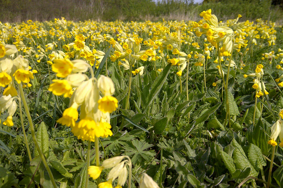 National Nature Reserves: spring into life on England’s best wildlife sites