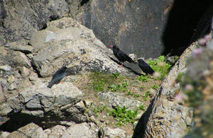 The chough and two of his fledglings on the rocks at Castlemartin Training Area.