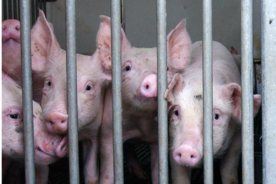 Veterinary Medicines Containing Zinc Oxide: European Commission Decision