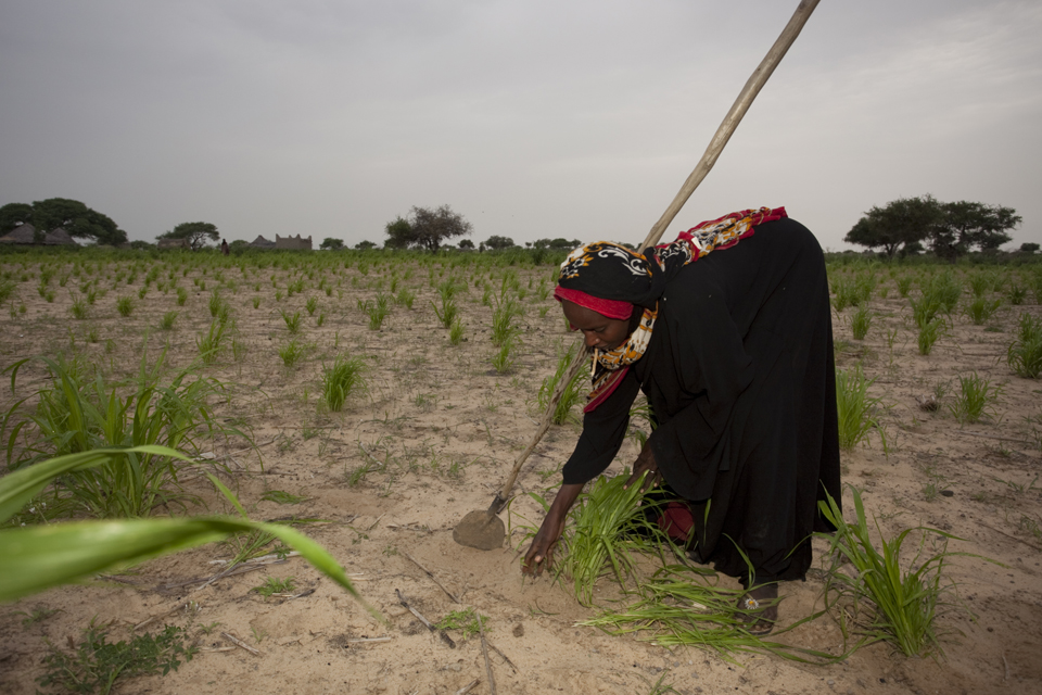 This small millet field in western Chad will probably produce just 2 to 3 bags, which will only last the family that farms it for 3 or 4 months.  Picture:  S. Hauenstein Swan / Action Against Hunger. Used with permission