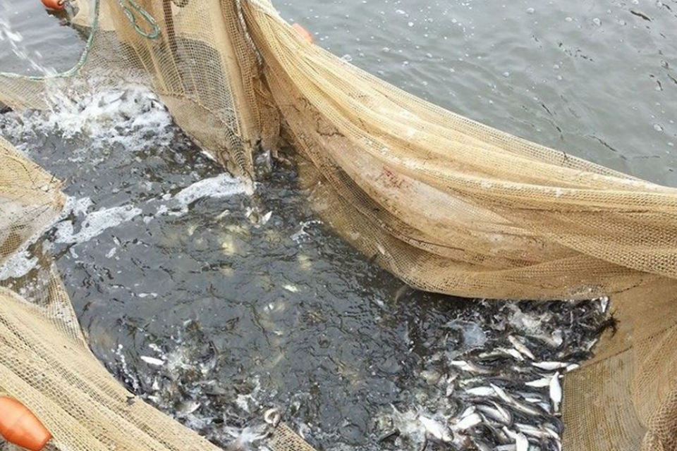 New fish survey reveals good results in Broads