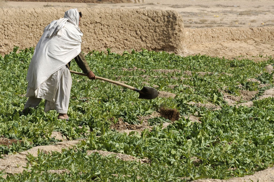 An Afghan farmer digs in his field