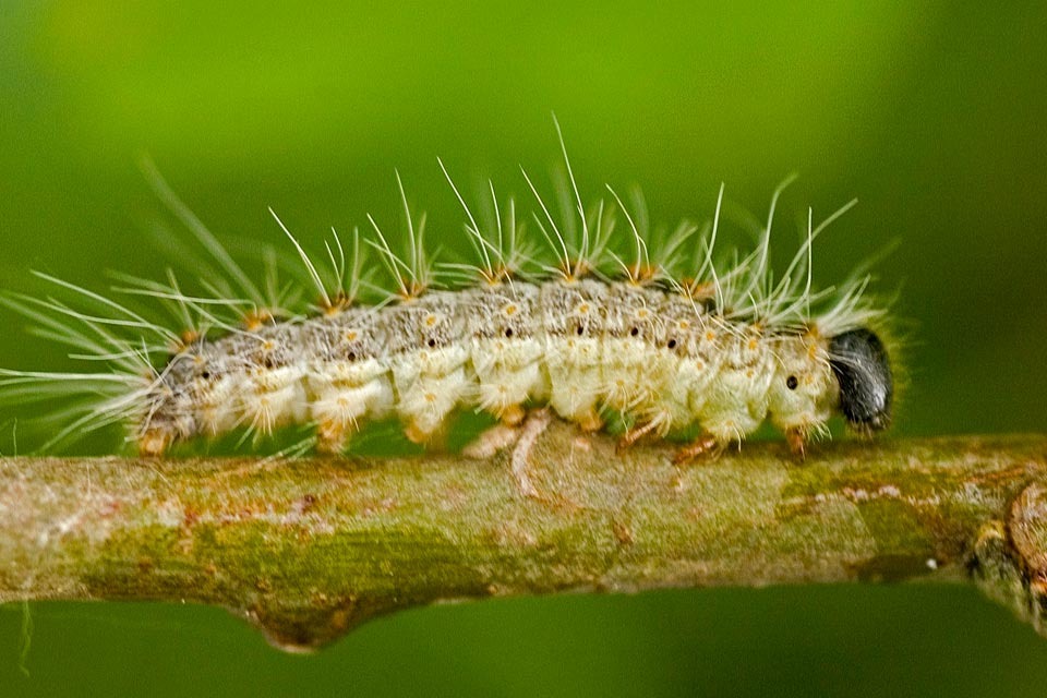 New project launched to protect oak trees from harmful caterpillar