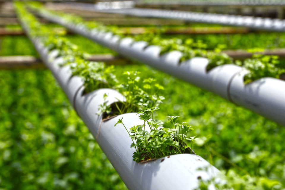 Agri-tech innovation in developing countries: apply for funding