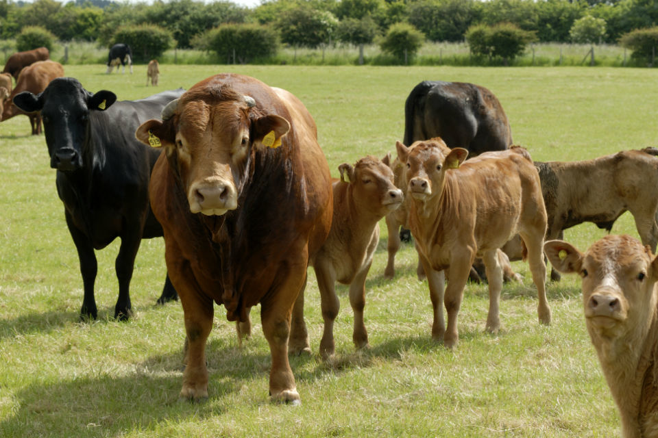 Further measures to eradicate bovine TB