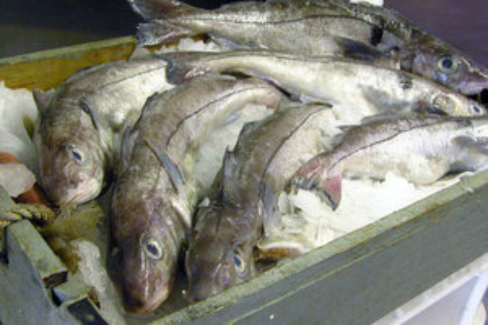 Tough decisions reap benefits for UK fishermen