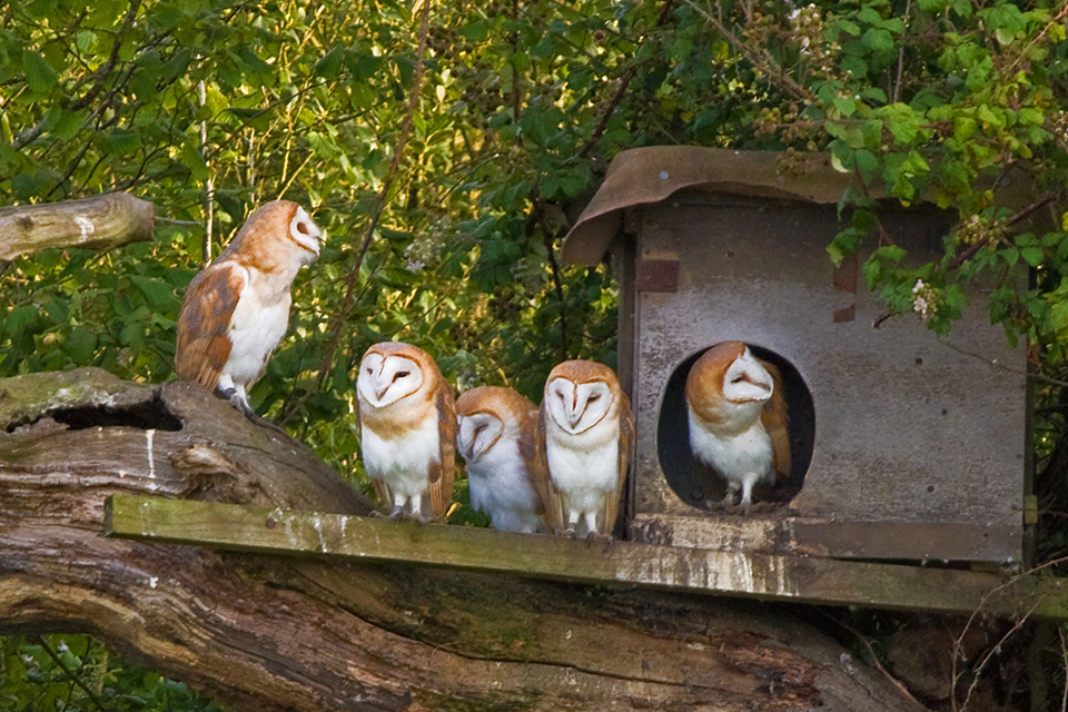 The Owl and Raptor Nest Box Project