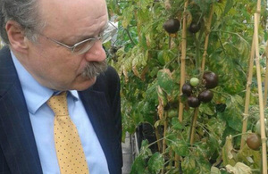 Sir Mark Walport examining a crop of purple tomatoes
