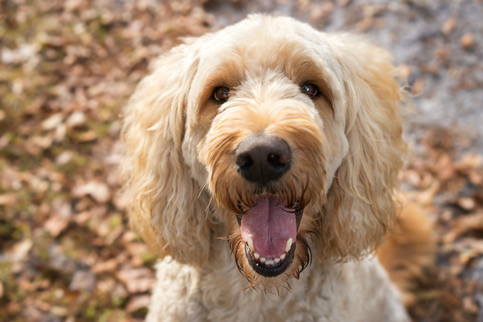Back the fight against puppy smugglers and backstreet breeders, says animal welfare Minister