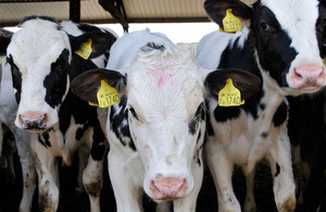 cattle in a farmyard