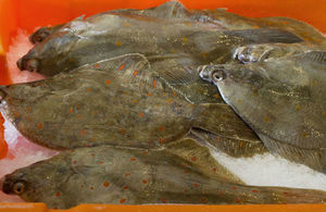 Plaice