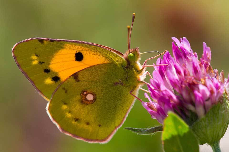 Nature Improvement Areas are boosting wildlife, communities and economy