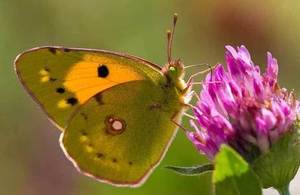 Butterfly on flower