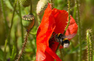 Bumblebee feeding on a poppy flower