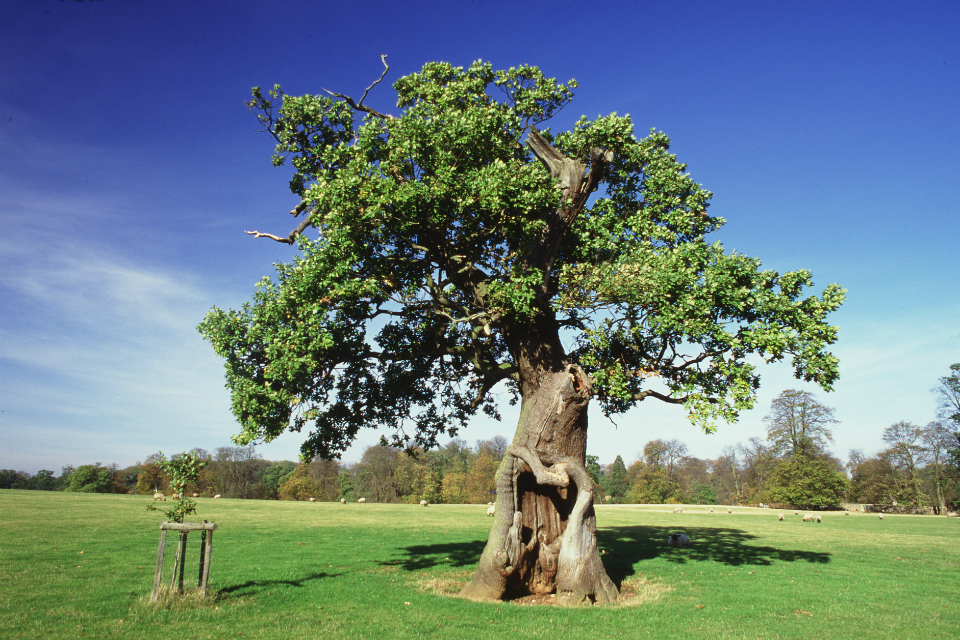 Xylella fastidiosa: UK secures added EU protections