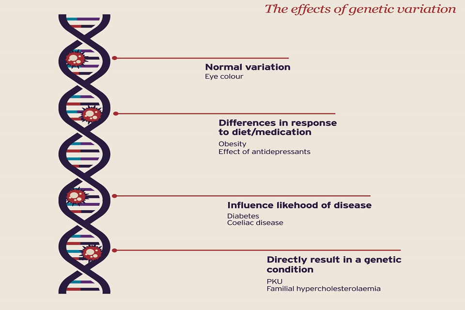 Diagram of the DNA helix showing the different effects genetic variations have