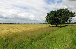 field, countryside and tree