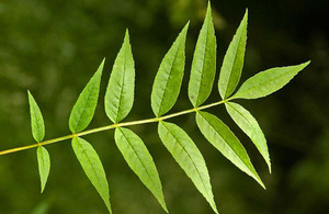 Ash tree leaf