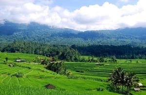 Rice fields in Bali, Indonesia. Picture: Daniel Murdiyarso/CIFOR.