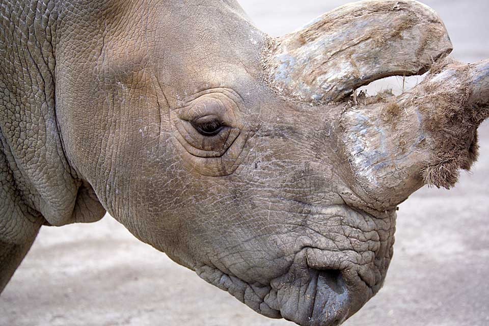 If They’re Gone... campaign supports World Rhino Day