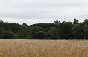 Field with trees and wheat