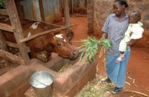 Feeding fresh fodder trees for milk.