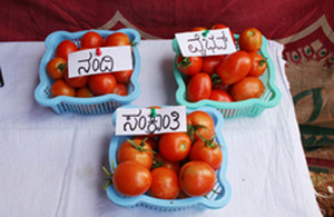 ‘Vybhav,’ ‘Nandi,’ and ‘Sankranthi’, three improved tomato varieties with resistance to tomato leaf curl virus, one of the most devastating diseases of the crop. Picture: AVRDC