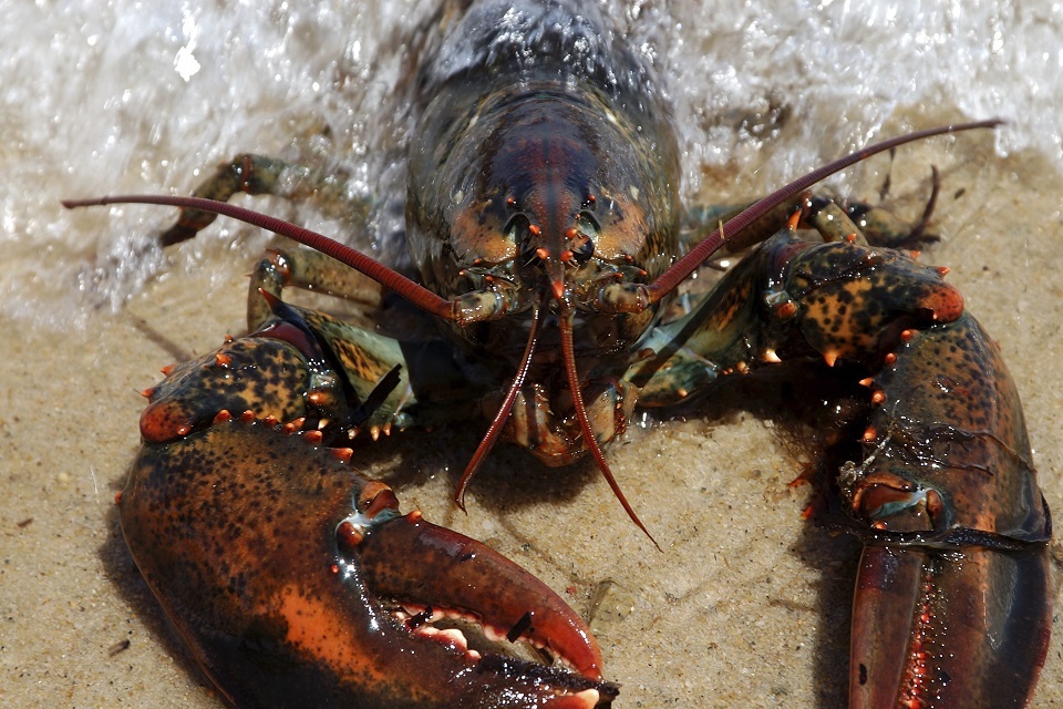 Non native crabs and lobsters along Sussex Coast