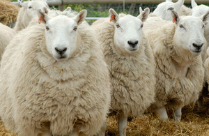 Midges have carried the Schmallenberg virus to some sheep and cows in the UK