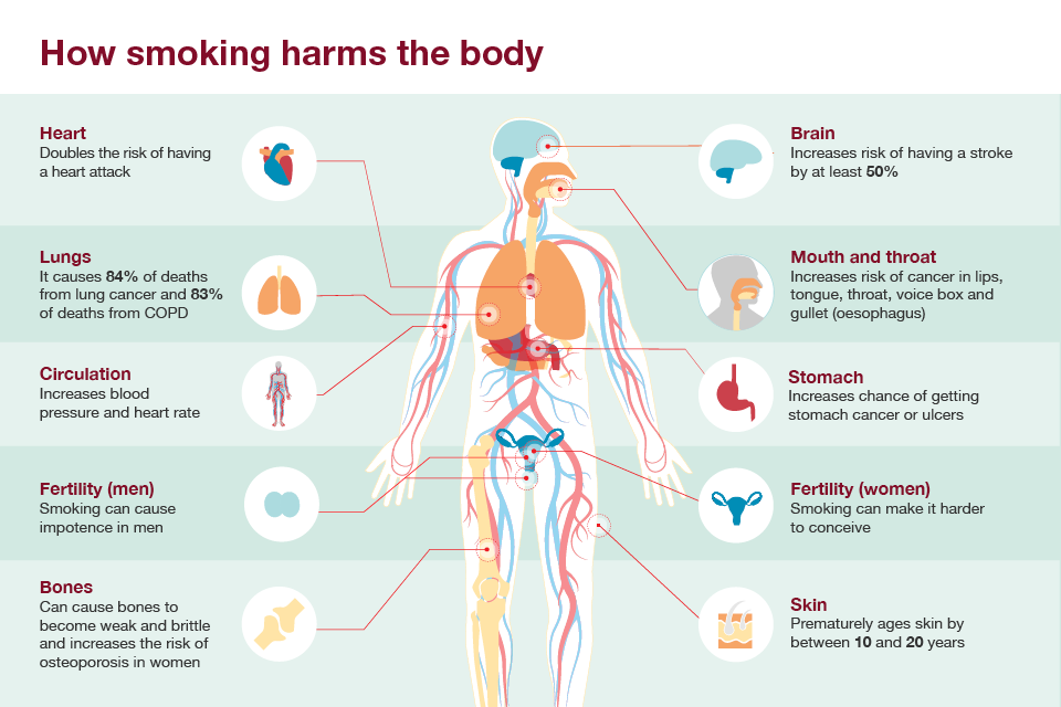 Infographic showing how smoking harms the body.