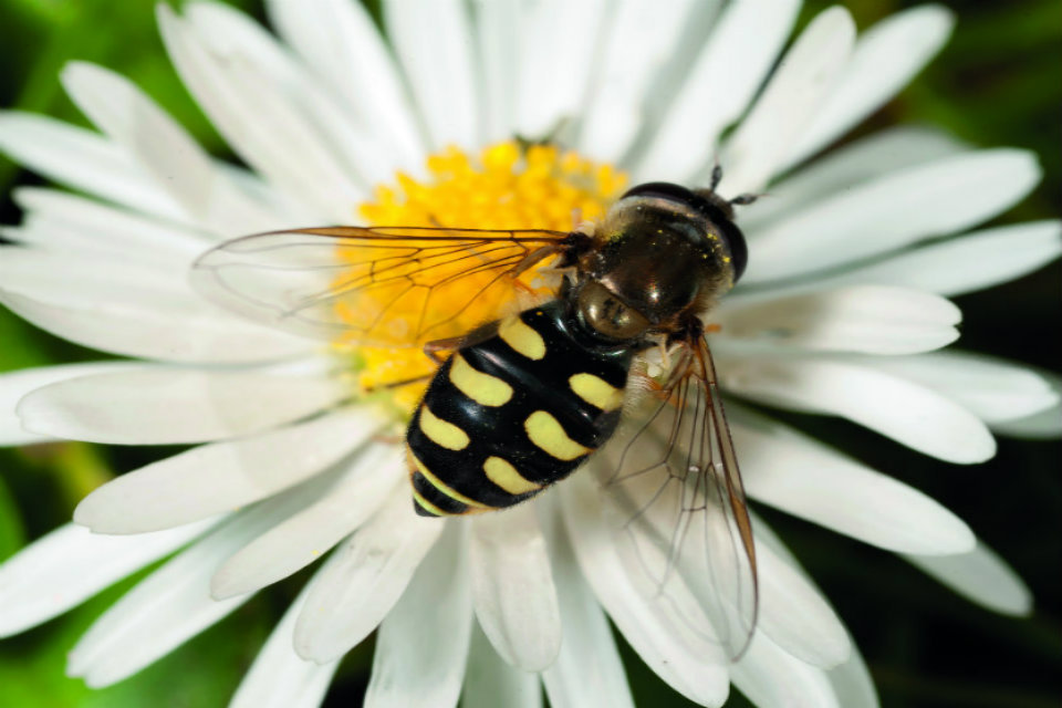 A boost for bees: £900 million Countryside Stewardship scheme