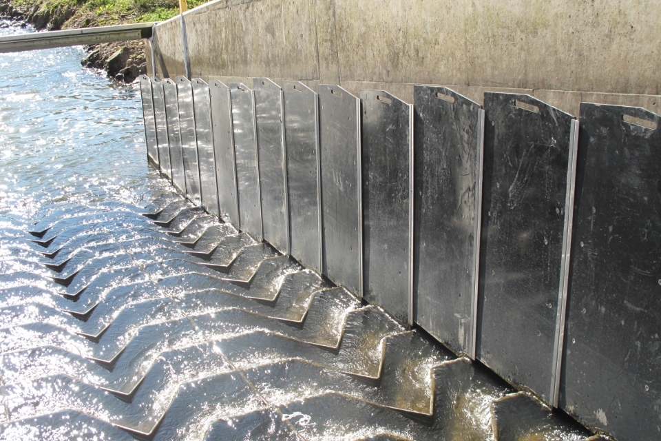 Jawless fish given helping hand by the Environment Agency