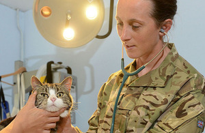 Army reservist and PDSA vet Angela Heeley checks over one of her feline patients [Picture: Corporal Barry Lloyd, Crown copyright]