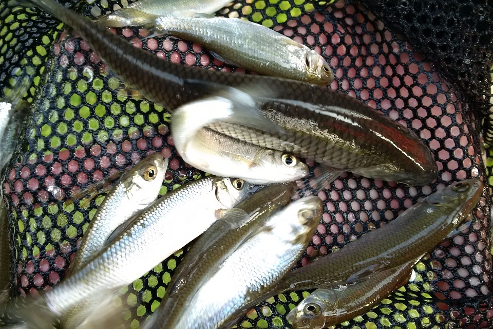 Environment Agency’s Christmas stocking for Berkshire anglers