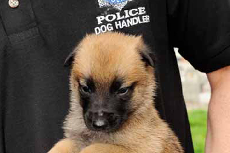 One of the third litter of puppies to be bred especially for and by the MOD Police