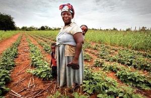 DFID supported farming intervention in Zimbabwe