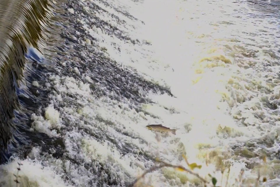 Leaping salmon seen in Rotherham