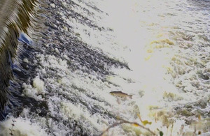 Salmon leaping